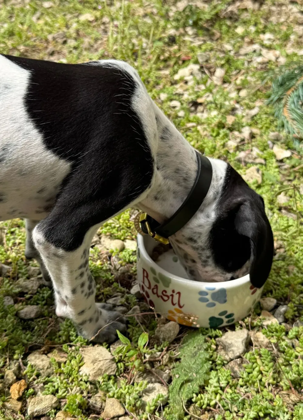 Personalised Polka Paws Small Pet Bowl